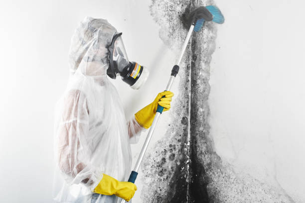Best Commercial Mold Inspection  in Sarasota Springs, FL